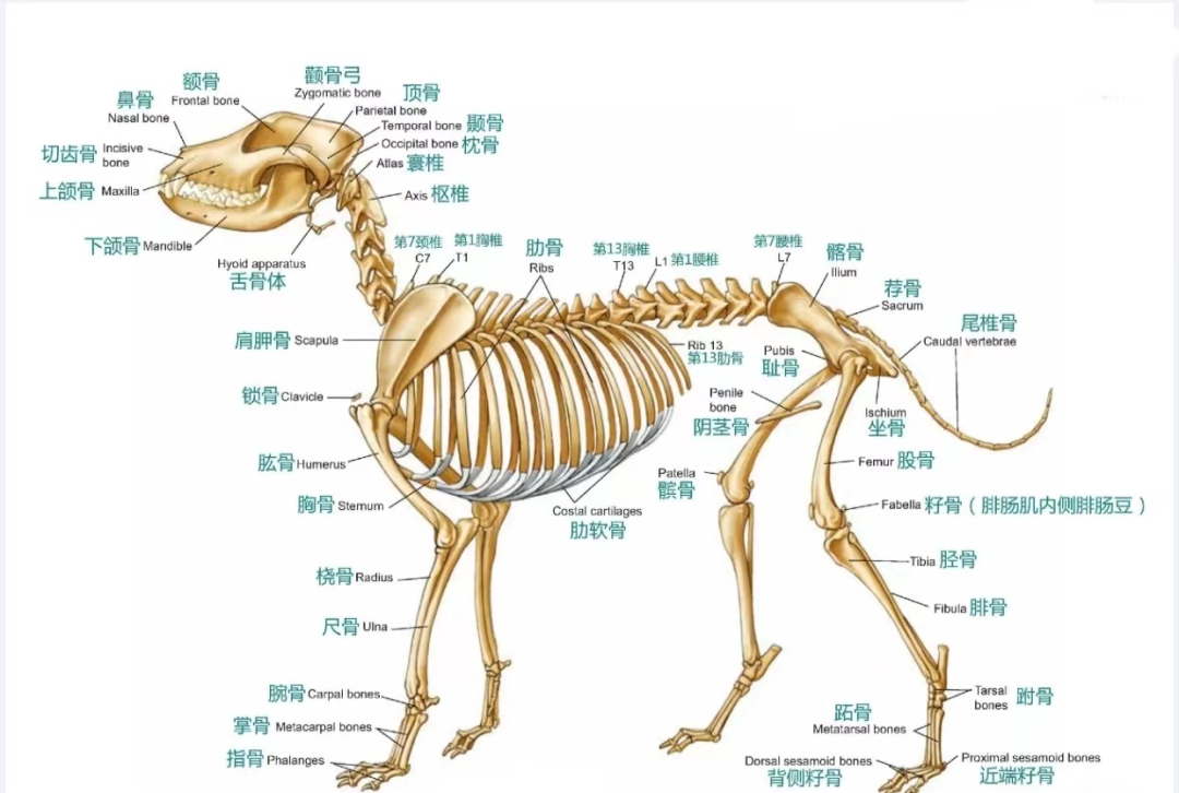 动物解剖方位术语图解图片