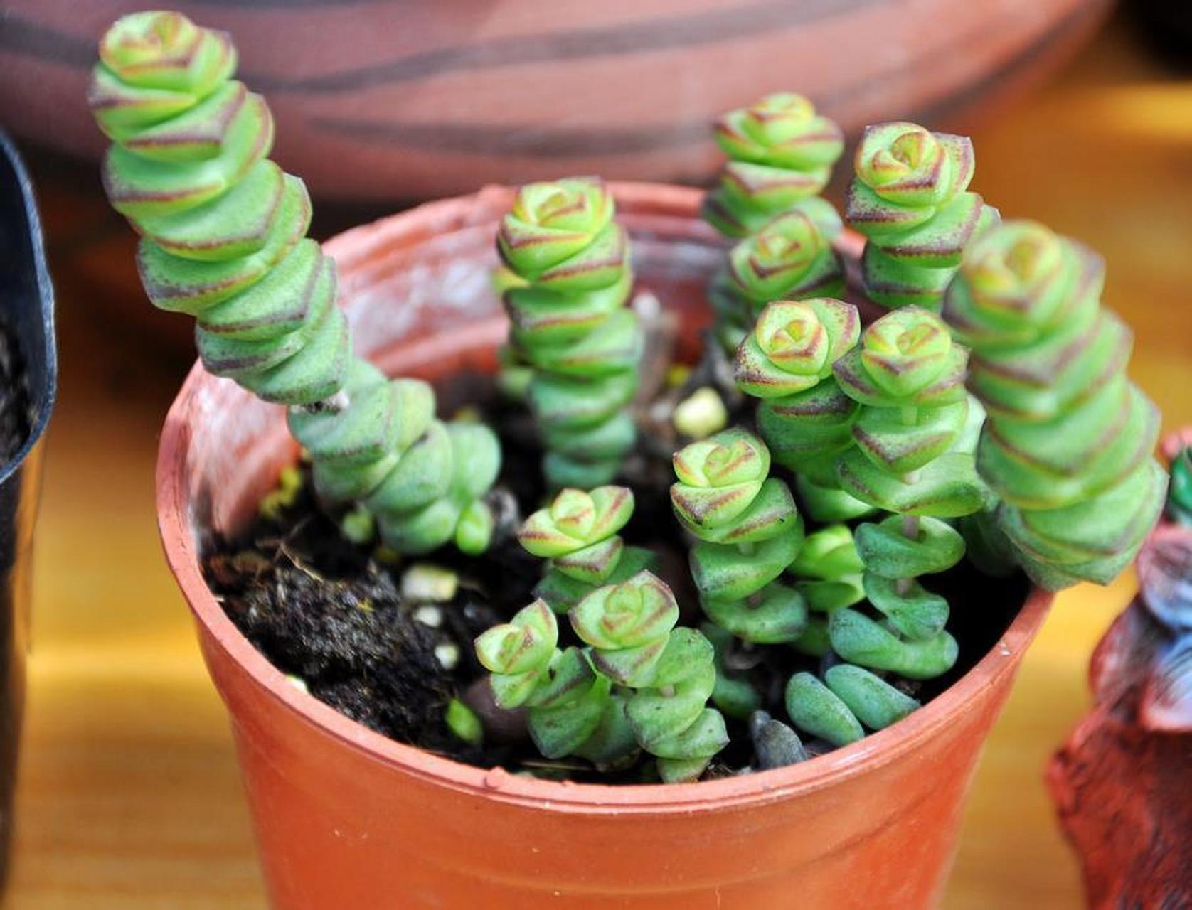 钱串景天是一种观赏价值高的多肉植物.养殖方法包括选择疏松,透气,排