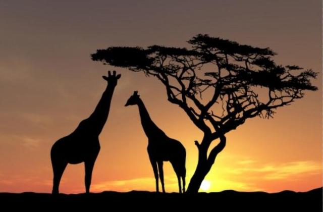 在进化漫漫路上,金合欢树和长颈鹿互动频繁,一斗时光百万年