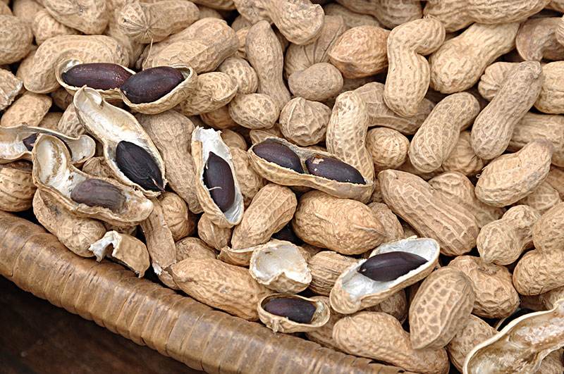 花生- 热门商品专区