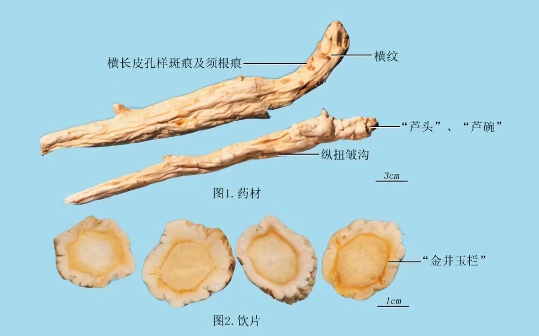 怀牛膝横切面简图图片