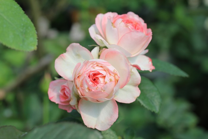 灌木月季——白桃妖精