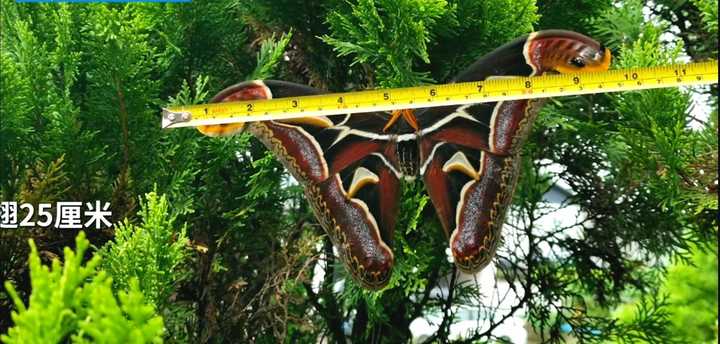 云南保山现巨型飞蛾,形如蝴蝶翅展25厘米,两端还有俩"蛇头"