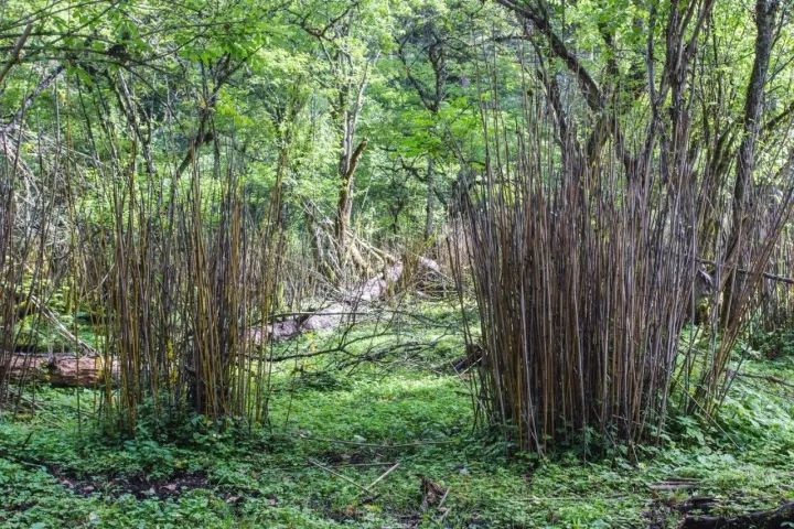 四川平武,熊猫栖息地里被牛马啃食后枯死的竹子.