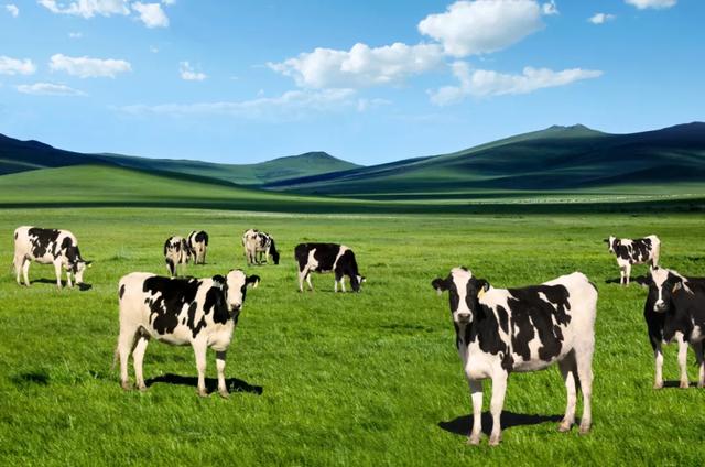 商品专题_牛奶据《中国商报》援引业内人士称,目前国内的大型牧场