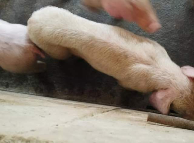 僵猪的产生原因及防治方法:养猪场出现僵猪怎么治疗最好?