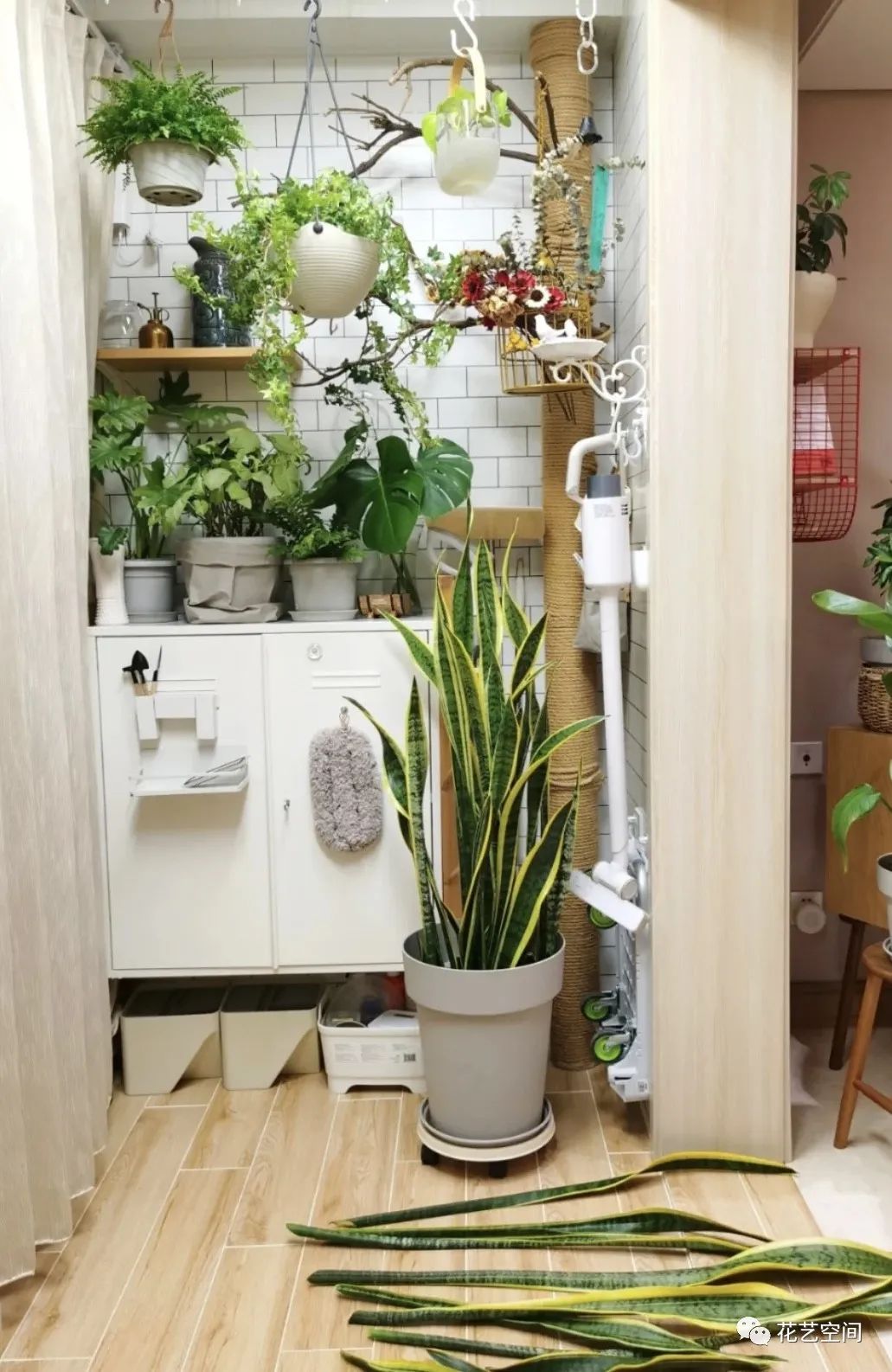 虎皮兰扦插不用土,叶片"剁10段",扔水里呼呼生根