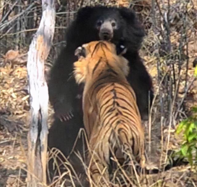 小兴安岭东北虎吃了黑熊,熊真干不过老虎吗?要看啥熊与啥虎去比