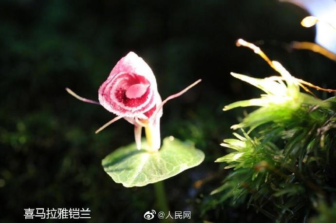 云南腾冲首次发现铠兰和喜马拉雅铠兰