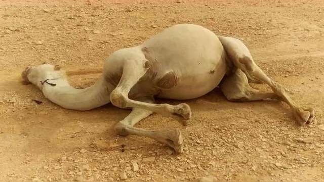在沙漠遇到渴死的骆驼,为什么不能碰?如果碰了会发生什么?