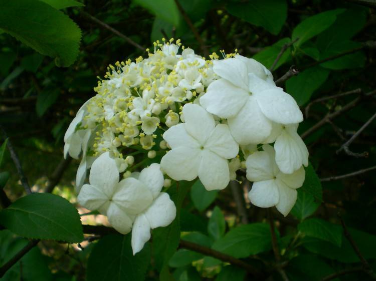 洋琼花的花语和寓意是什么?