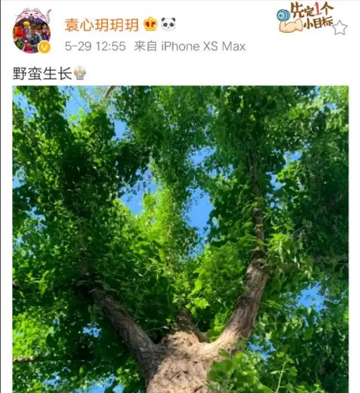 来了!袁心玥发微博了,图片是一颗参天大树,并配文:野蛮生长!