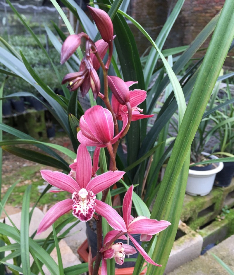 女士养兰花,首选"红满天",花色娇艳,兰香四溢,长期有花赏