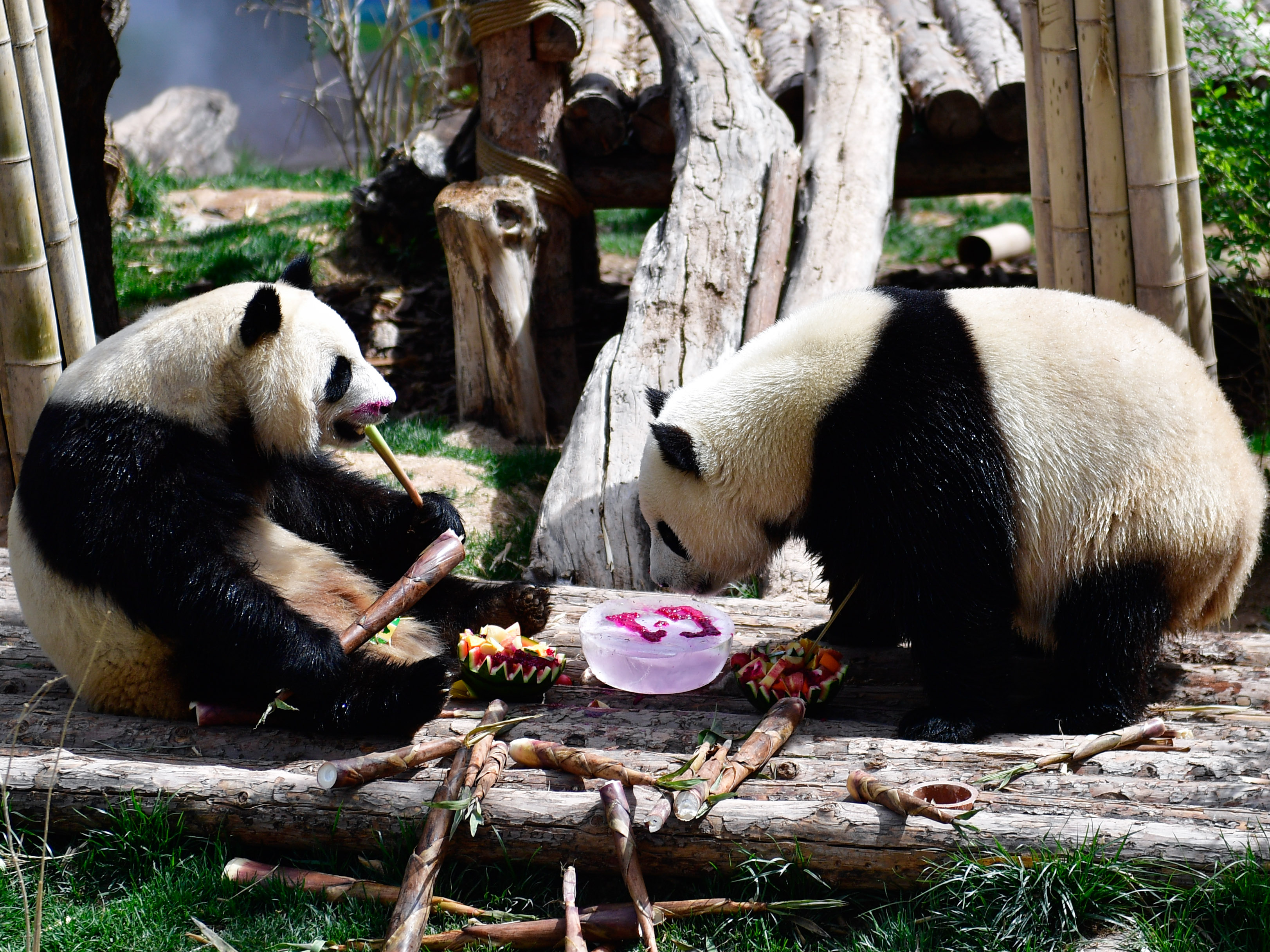 青海西宁:熊猫馆里迎"六一"