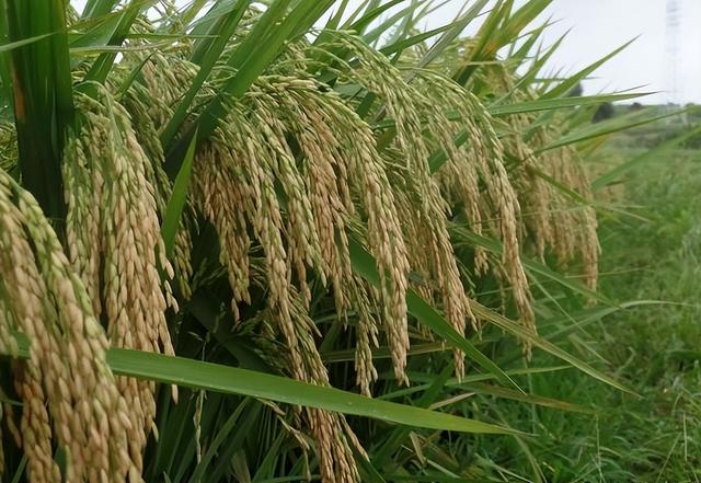 水稻主导品种荃优丝苗抗病抗倒耐高温,高产米质优,易种植