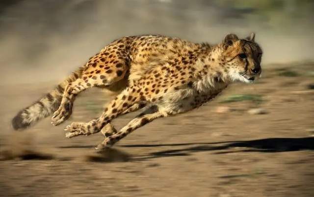 猎豹速度快,捕猎成功率高,为何成为了濒危物种?