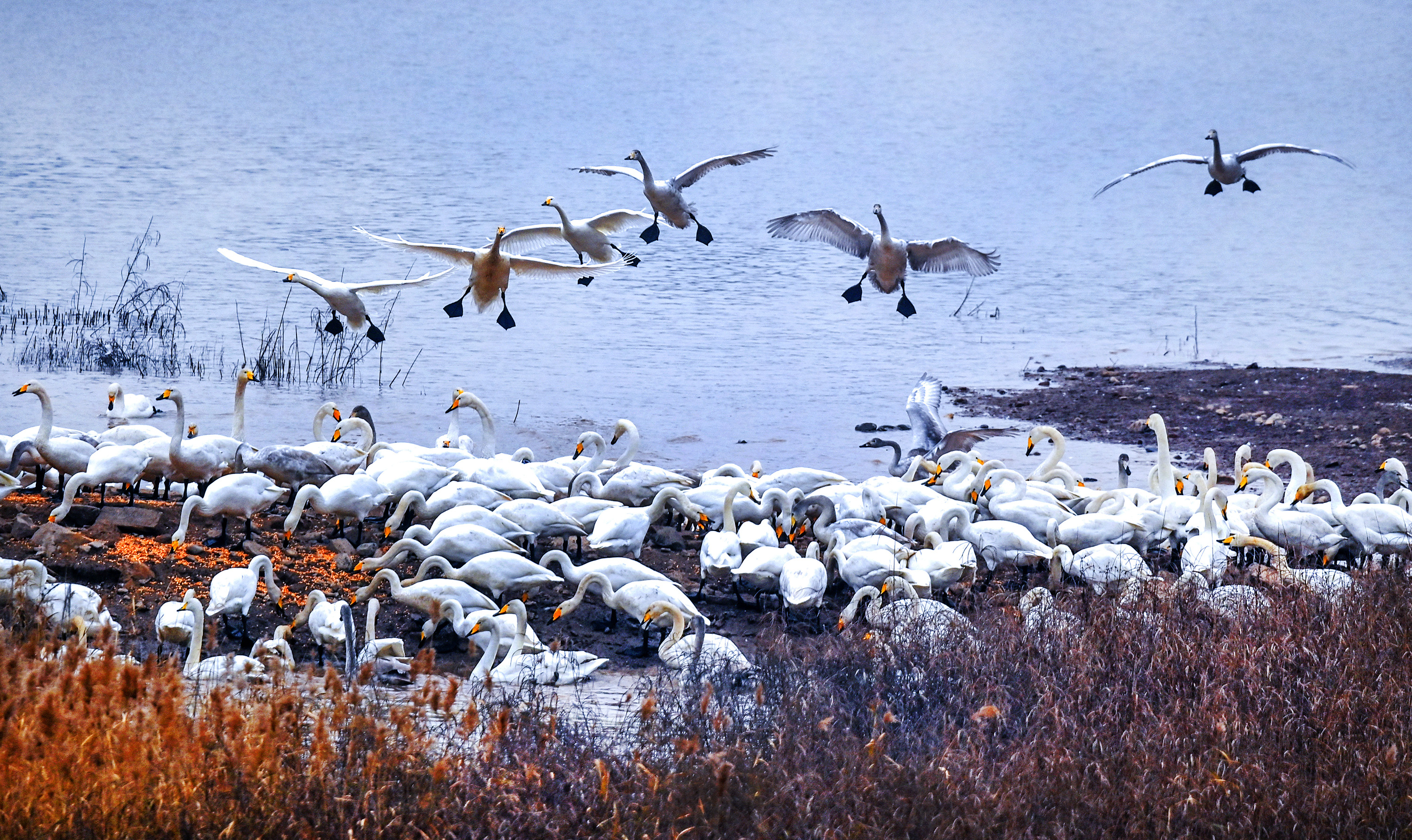 冬季到黄河赏天鹅
