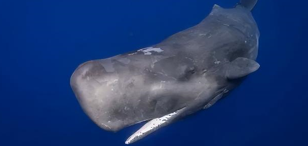 "泰坦"号中或发现人类遗骸,深海压力那么大,为何鱼却无恙?