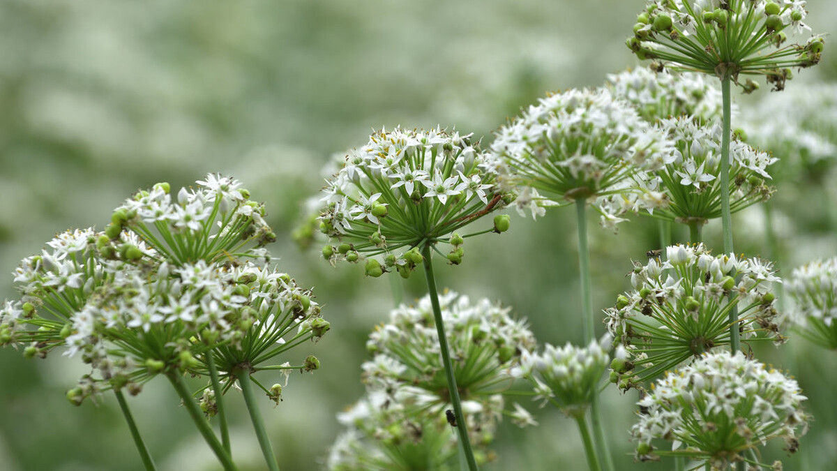 一畦春韭绿,十里稻花香.邂逅诗意的韭菜,品岁月静好