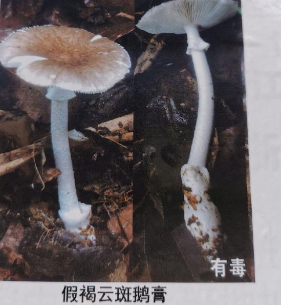 云南七类野生毒菌朵朵致人命 转发提醒筑牢生命安全防线