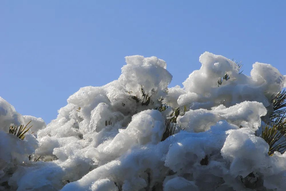 大别山的雪之小品二树上挂冰凌!