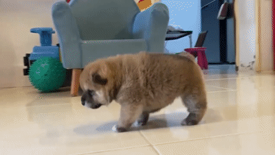 未满月的小柴犬,学走路竟然生闷气?