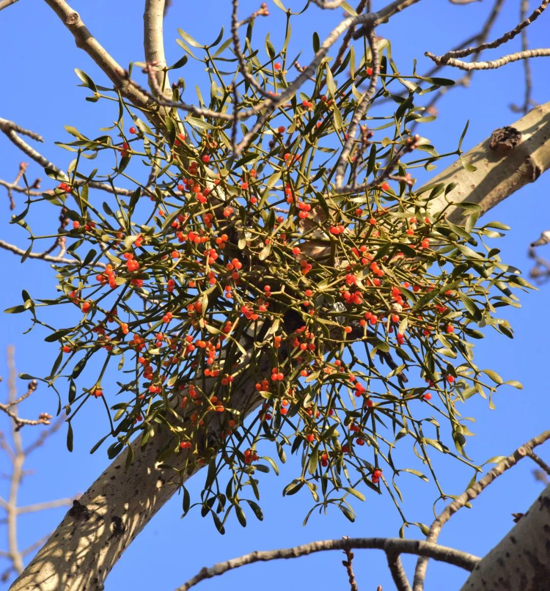 则是来源于一种植物的拉丁文名称"viscum",也就是槲寄生,其浆果具有