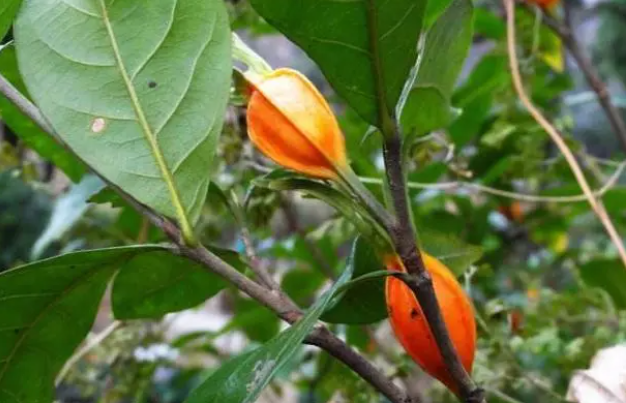 山栀子,你肯定认识,但它的功效,你未必知道,告诉你,它的妙用