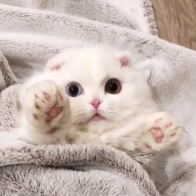 完了,我家猫以为它是我亲生的,该怎么办?