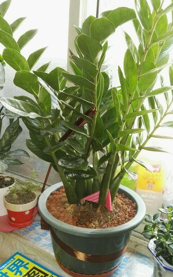 6种"聚财花",养在家里好兆头,漂亮又大气,还有好运满满