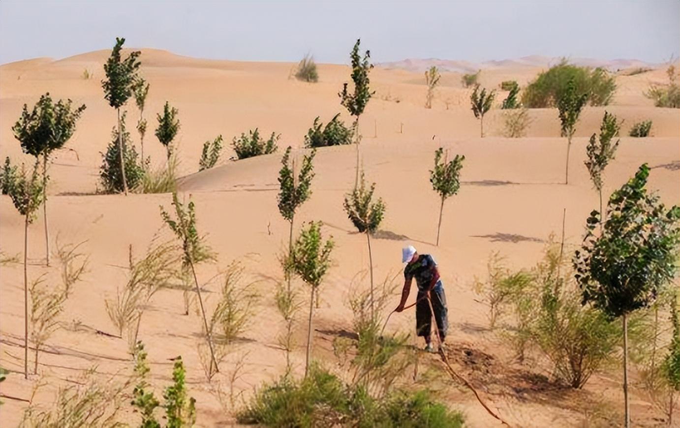 沙漠里应该大面积植树造林吗?国家林草局:种树会耗光土壤水分