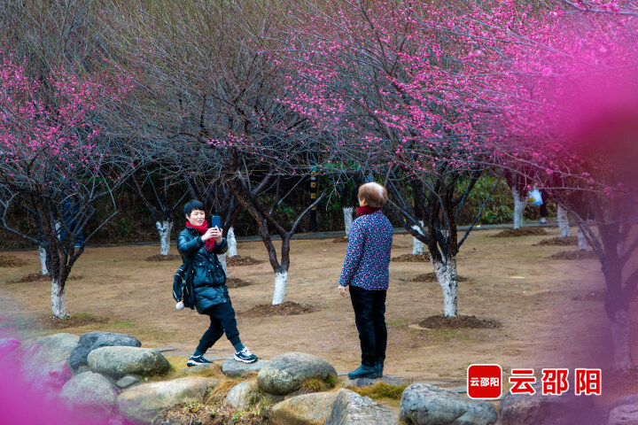 邵陽拍客|西苑公園梅花悄然綻放