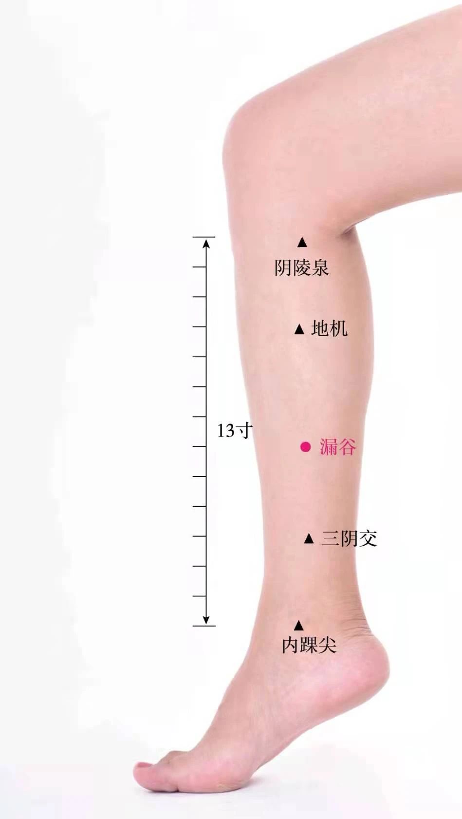 小腿漏谷对应的器官图图片