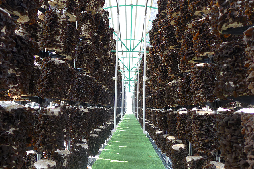 木耳大棚立体高产栽培技术