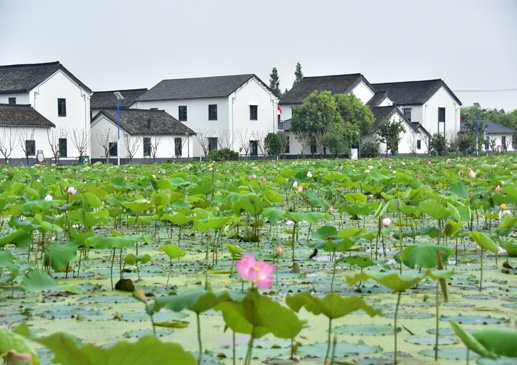 【乡村】上海乡村振兴示范村设计案例之莲湖村(1—概况