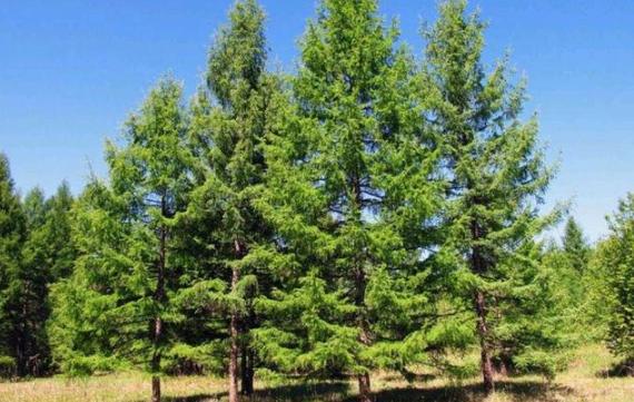 木麻黄和马尾松的区别