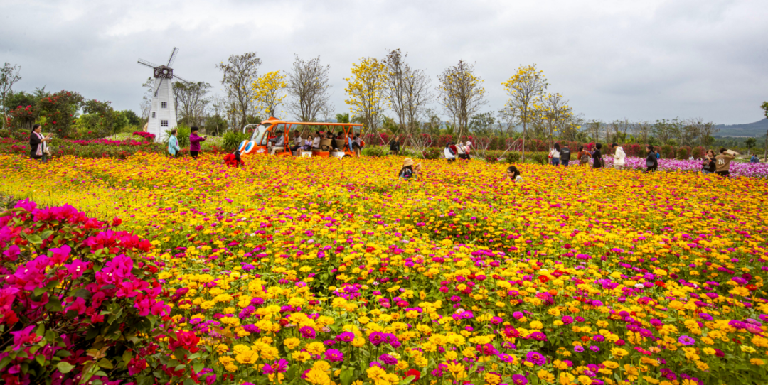 昌江木棉花旅游景点图片