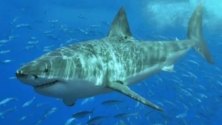 巨齿鲨能不能捕猎蓝鲸?为什么?