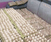 中奖|西安大三女生中奖2万包锅巴，请全校同学免费吃！同学：人美心善