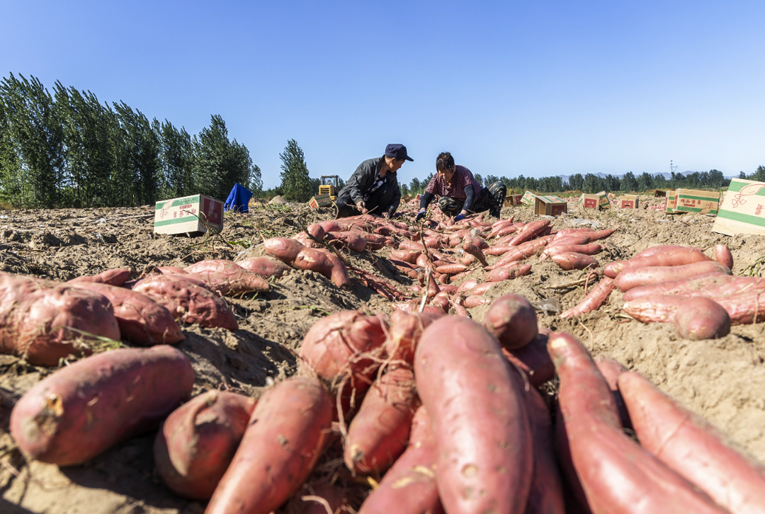组图丨迁安农作物喜获丰收农民乐