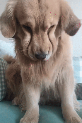 主人买雪糕自己吃光,把金毛气到自闭,狗:日子没法过了