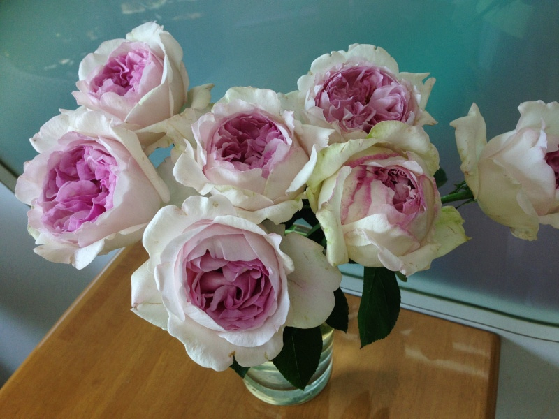 伊芙克莱尔,属于比较老的伊芙品种