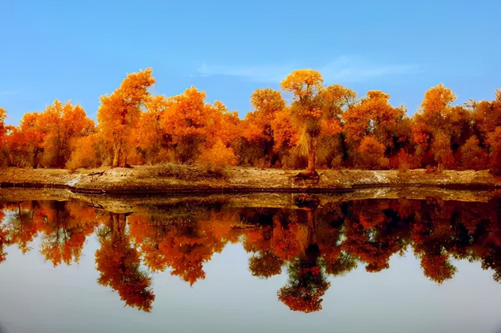 新疆塔里木胡杨林美如画——轮台胡杨林