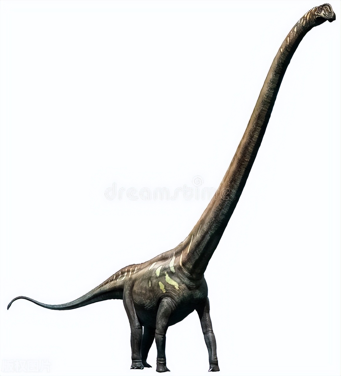 脖子最长的恐龙图片