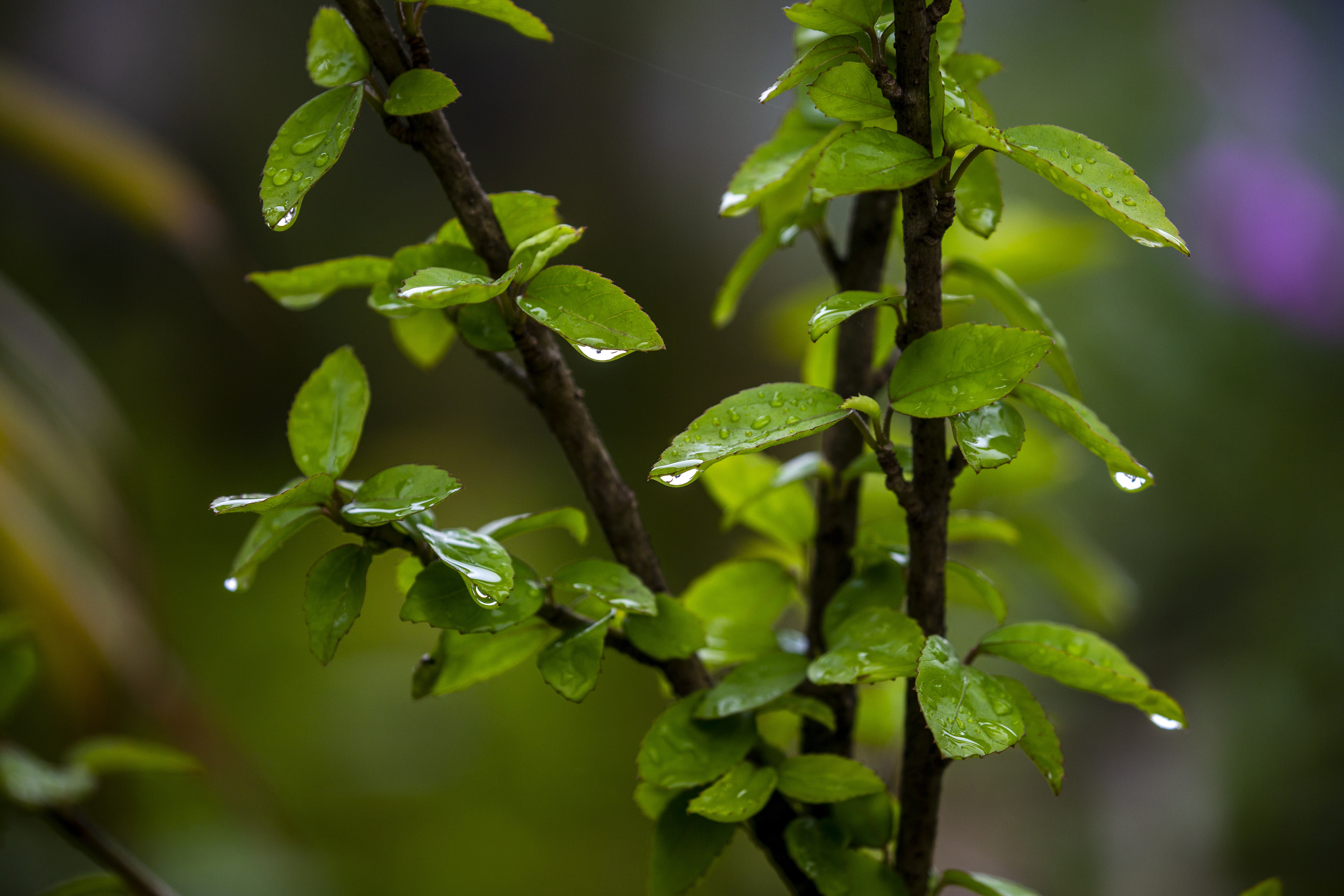 雨后唯美图片