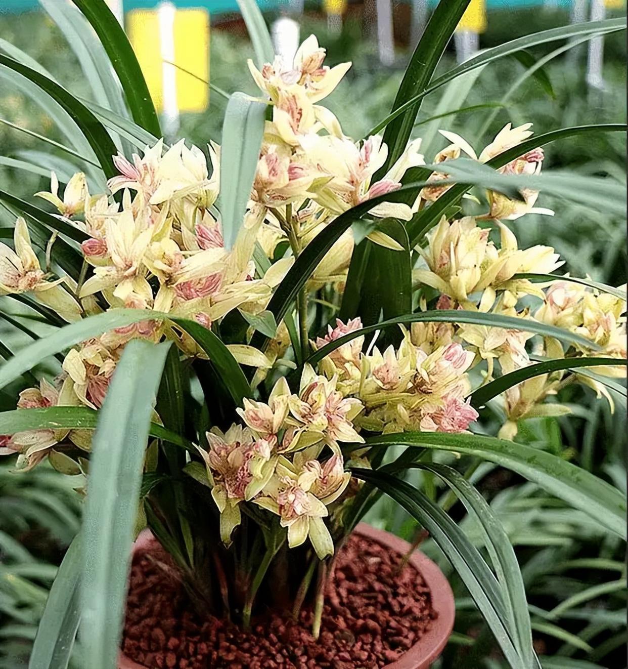 富山奇蝶兰花,花型奇特,花色艳丽,兰香怡人,新手也能养好