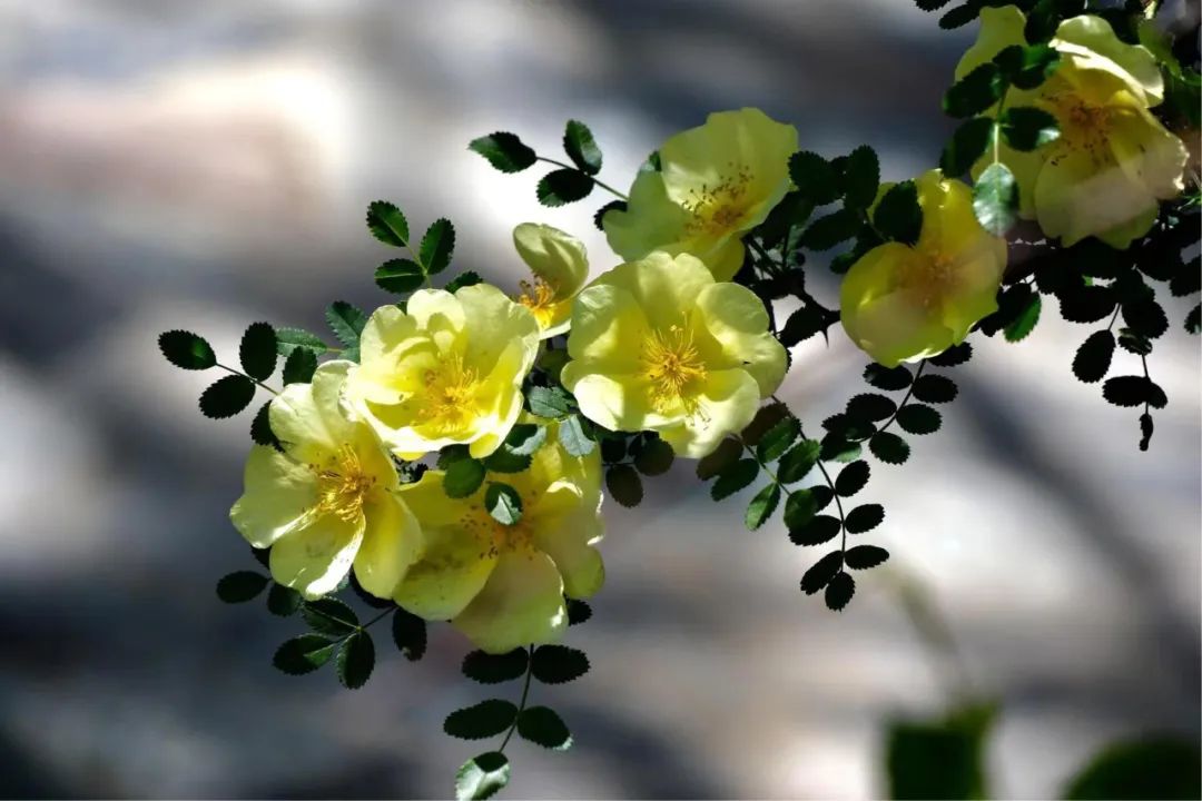 宽刺蔷薇,每一朵都有六品带刀侍卫,它比花王牡丹尊贵|no128