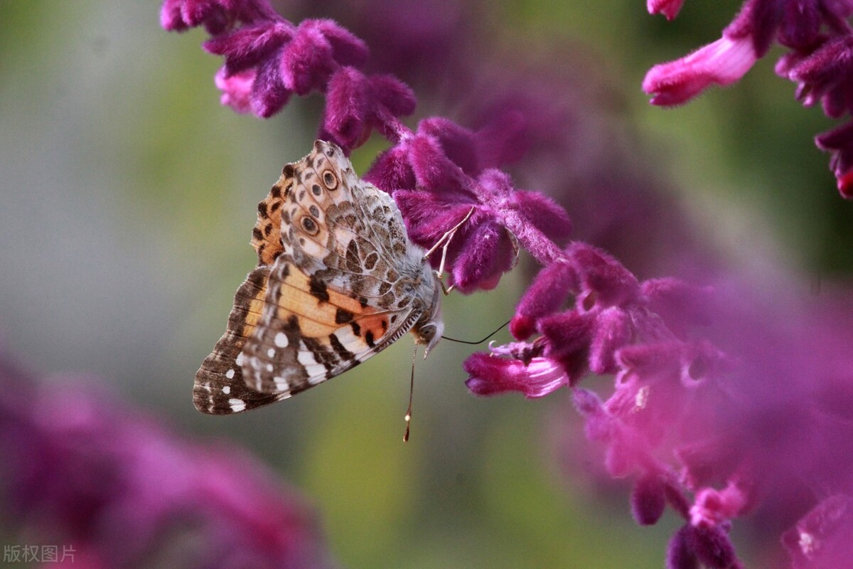 江苏南通,一片鼠尾草花海静静地盛开,迎来了一年中最美的观赏期