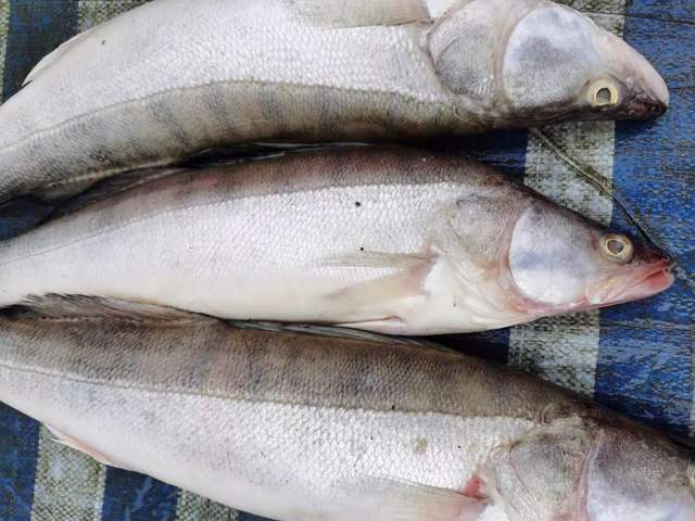 我本来想着抢在洪峰前钓钓鱼,没成想差点没走出来