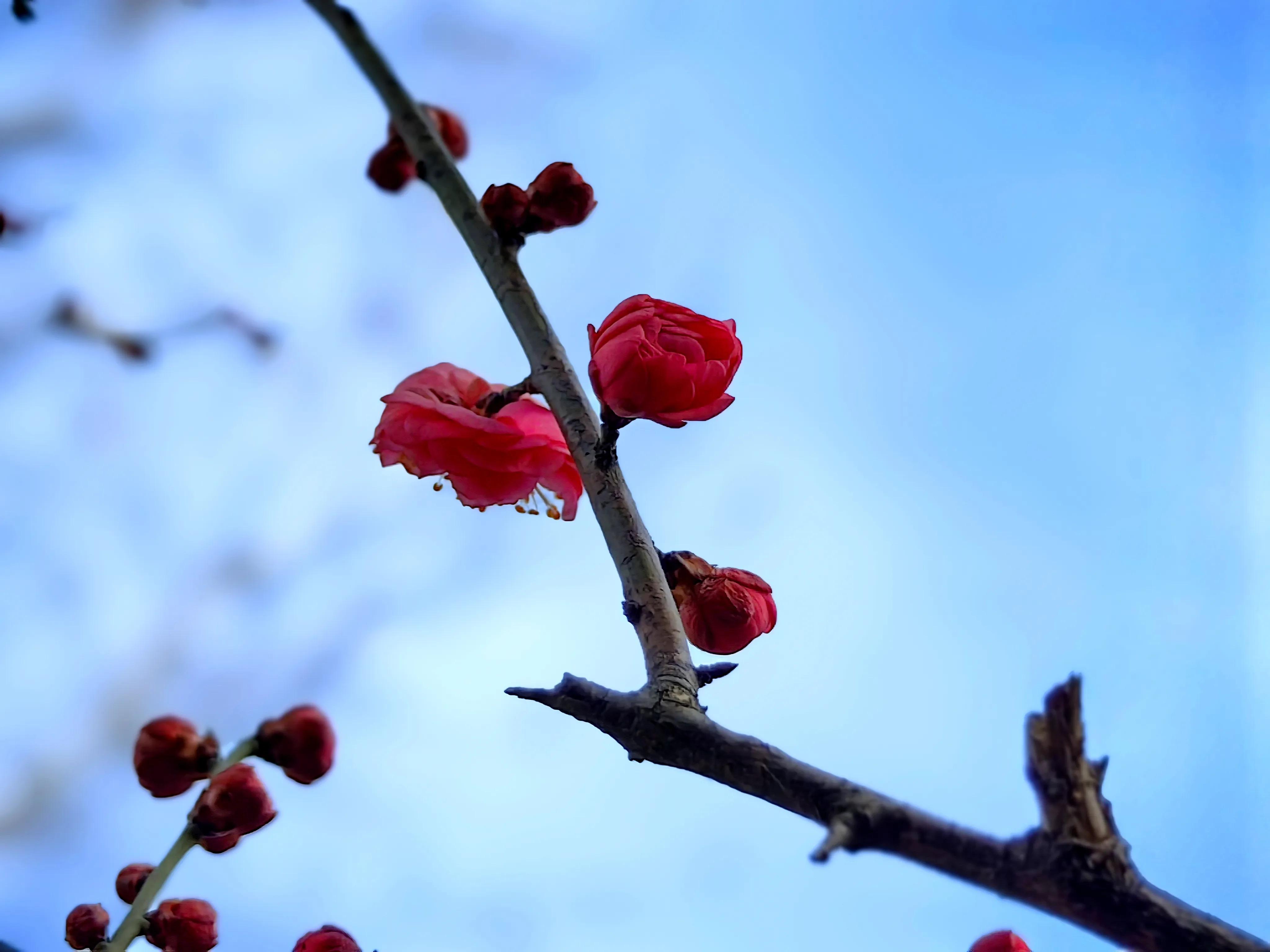 红梅花开照片图片